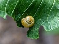 Schnecke auf einem Blatt